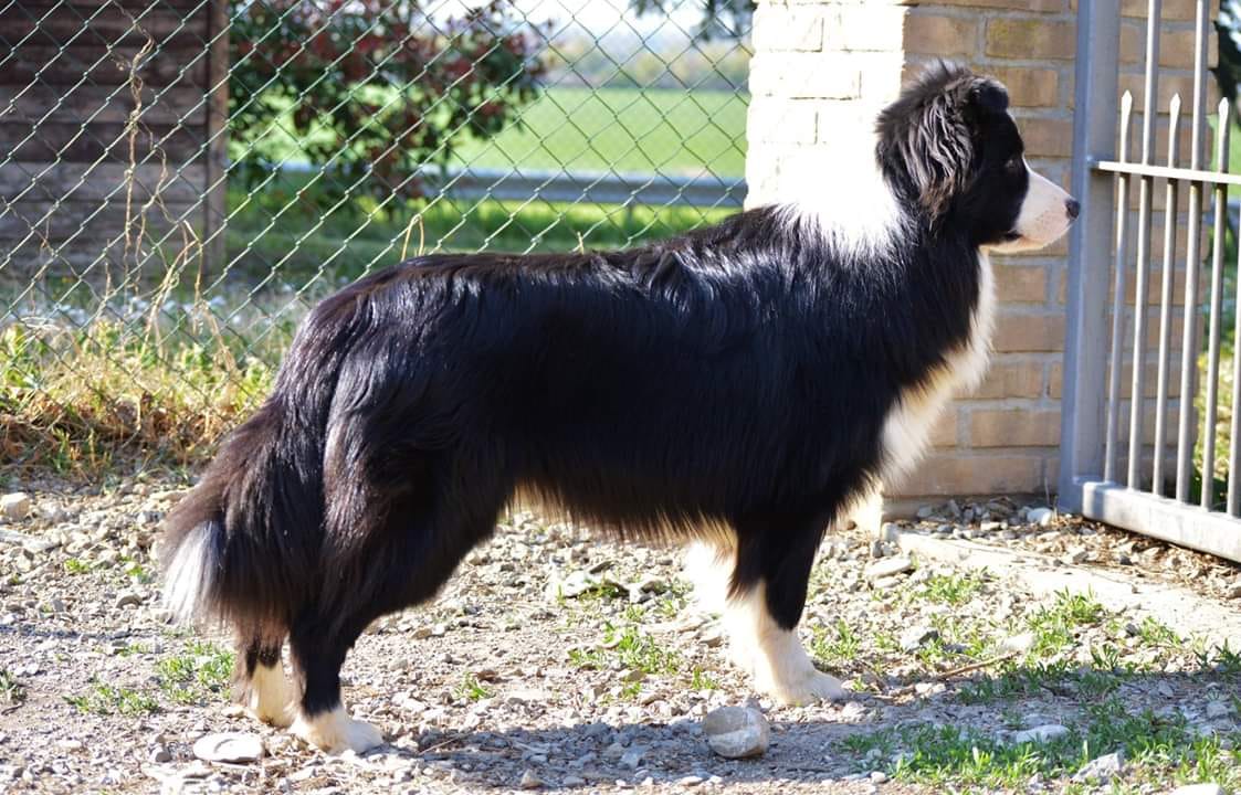 ALLEVAMENTO BORDER COLLIE DUE PARCHI HAPPY DAYS, CUCCIOLI DI BORDER ...